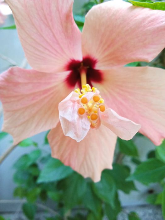 Продавам лимон,бенджамин,китайска роза