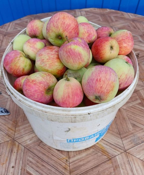Продам яблоки крупные.