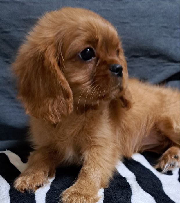 Продаются щенки Кавалер-Кинг Чарльз спаниель