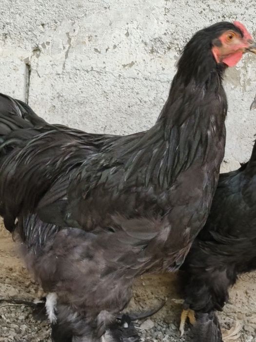 Продам курей,петухов