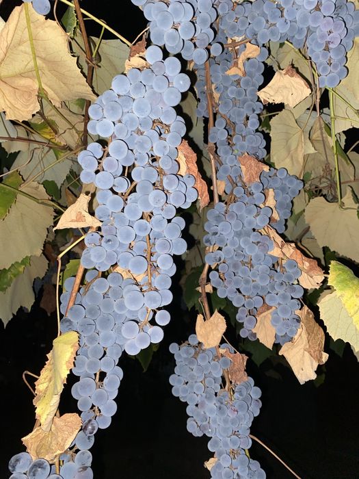 Vând struguri pentru vin!