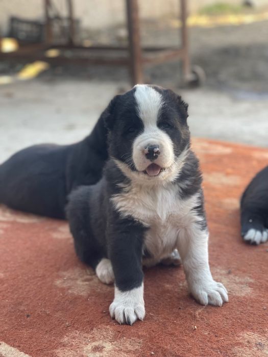 Щенки САО с паспортом