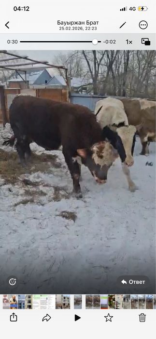 Бұқалар сатылады