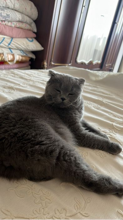 Отдам британского кота в добрые руки