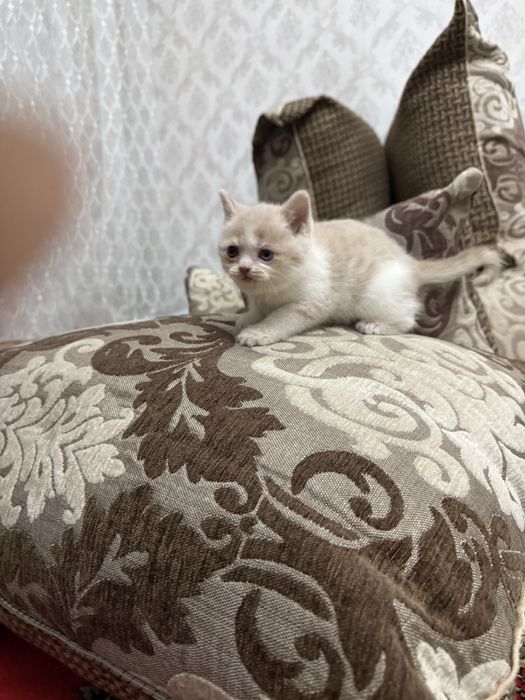 Продам котят шотландцев