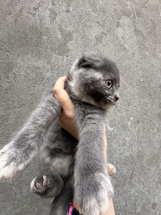 Котенки британские вислоухие