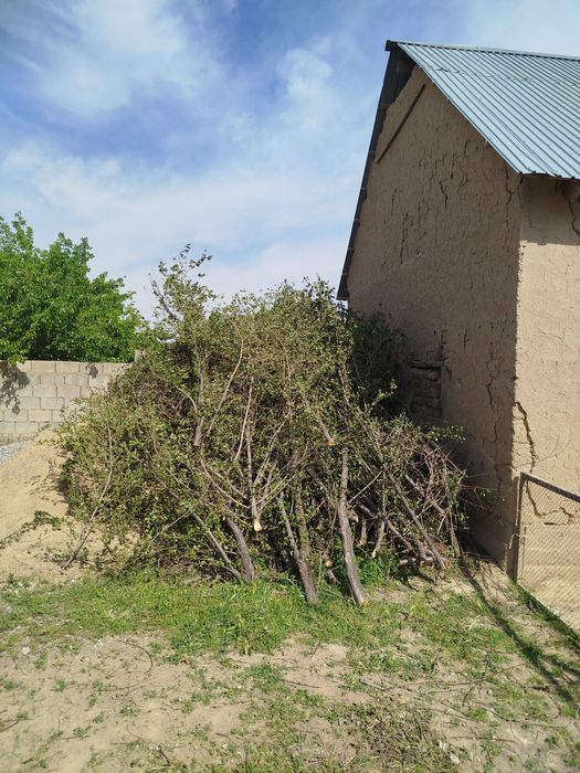 Отын ағаштар сатылады