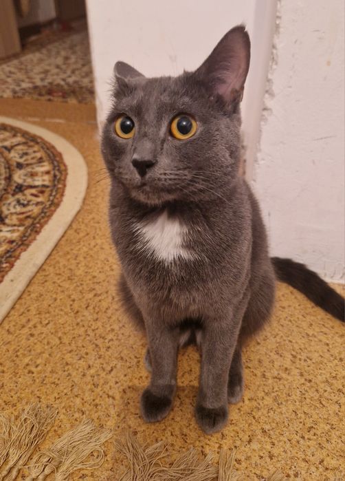 Отдам котёнка в добрые и заботливые руки