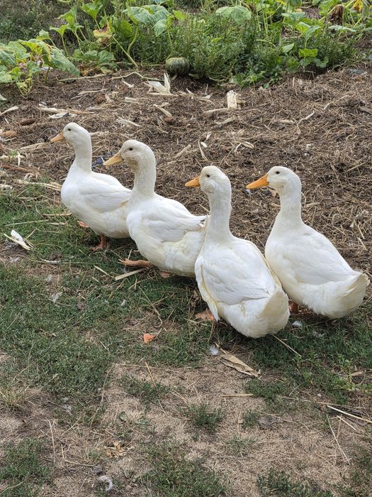 Rațe tinere de 3 luni pretul este per. bucata