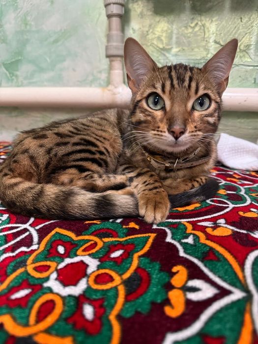 Кошка бингальская.