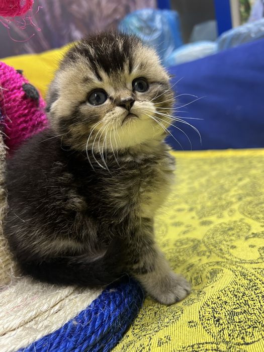 Шотланский Скоттиш Фолд! Шиншилла!