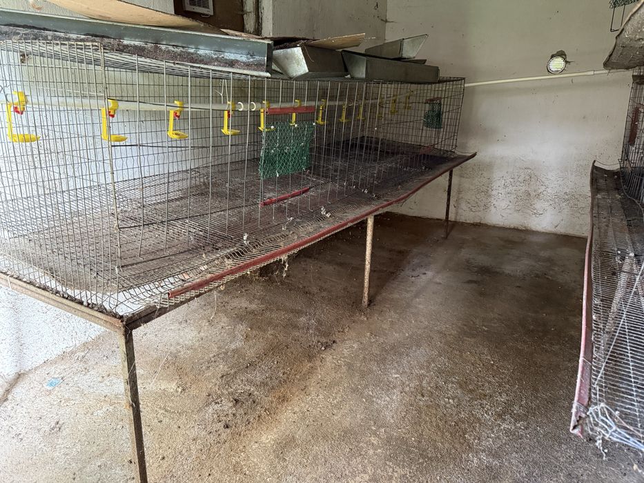 Custi  gaini ouatoare