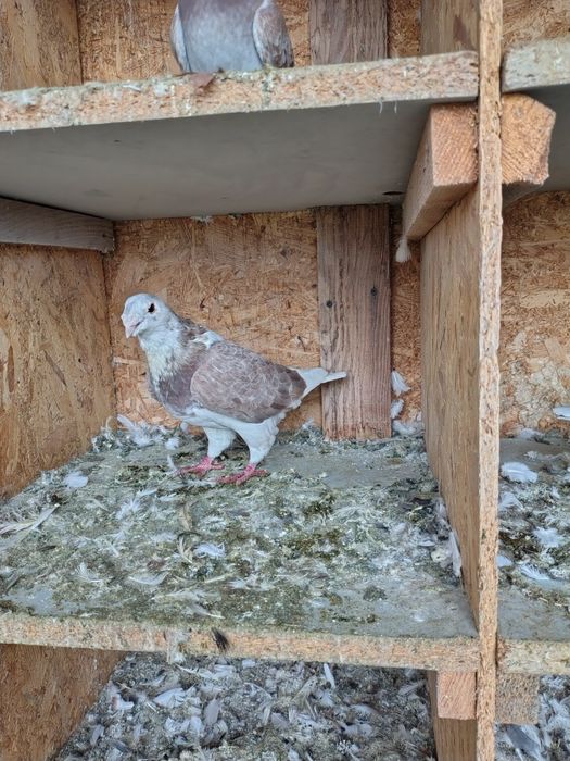 Porumbei standard românesc