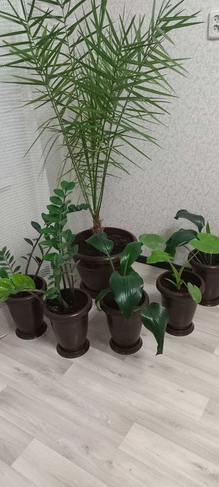 Пальма  финик 15 летний