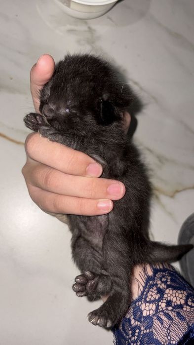 Котёнок почти 3 недели