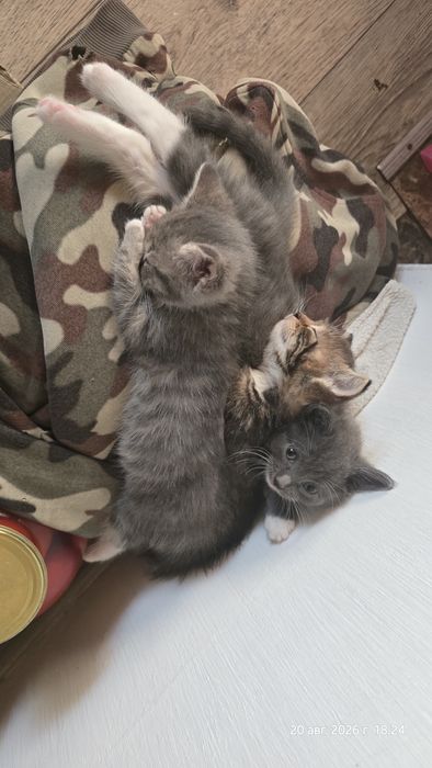 Отдам котят - 2 девочки, 1 мальчик