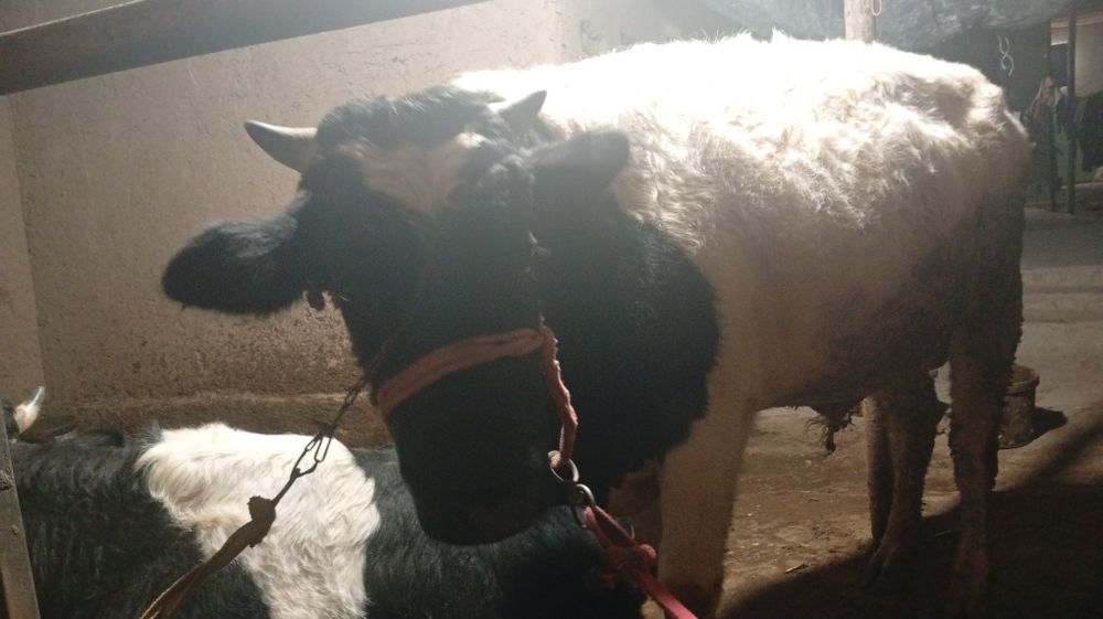 Buqacha sotiladi 1.30 Dan baland boʻyli