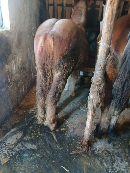 Vand 2 manze de 6 si 7 luni