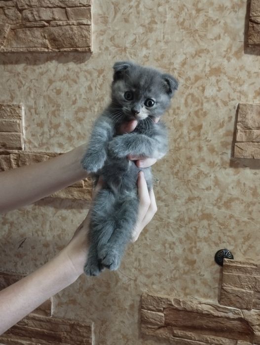 Продаются котята