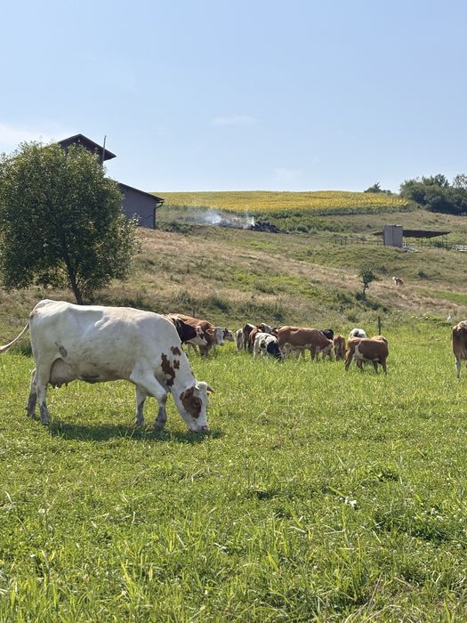 Vacii de vanzare