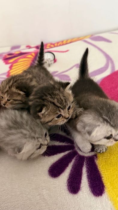 Продаётся котята