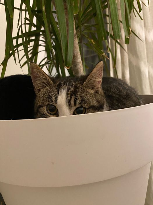 Котенце момче 5 мес