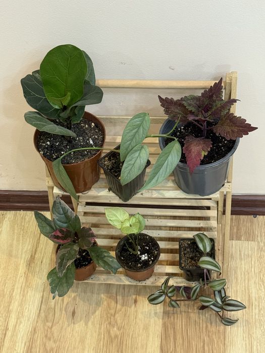 Наборы из 6 цветов