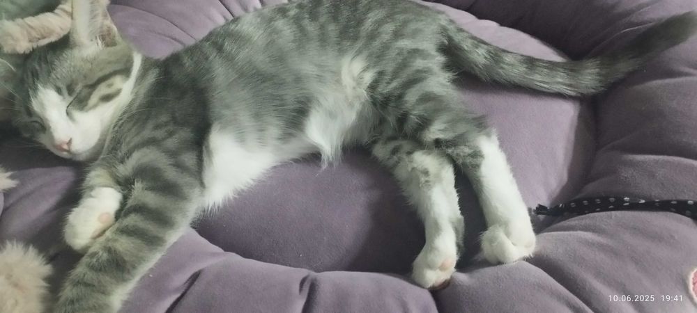 Котятки мальчики и девочки