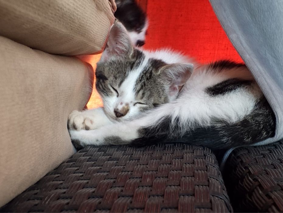 Pisicuta petntru adoptie