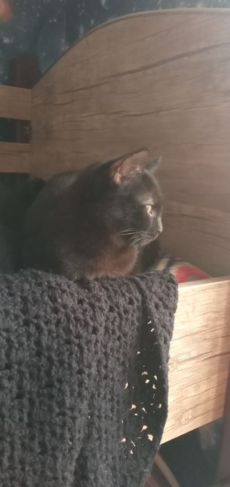 Mushuk 7 oylik mehribon qolarga topshiriladi.