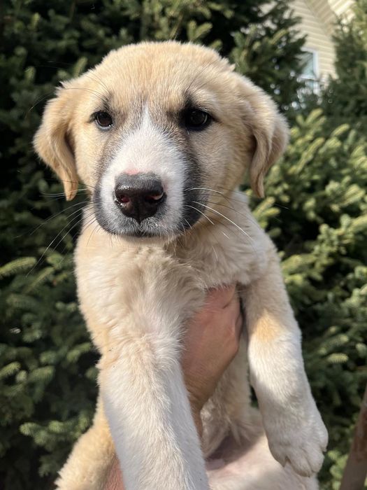 Отдам щенков в хорошие руки .