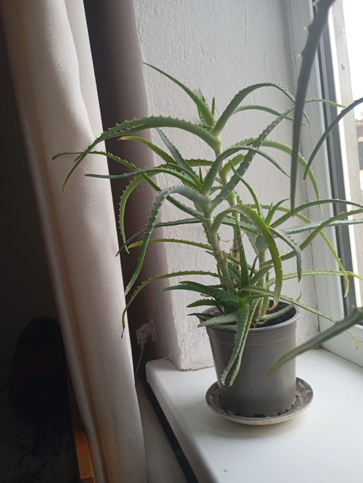 Үйде өсетін емдік қасиеті бар  алоэ гүлі