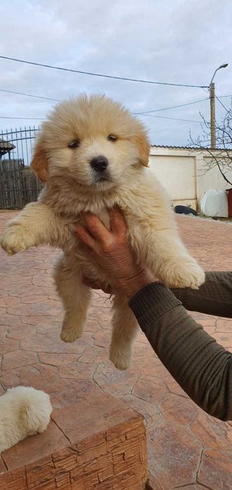 Catel ciobanesc mioritic