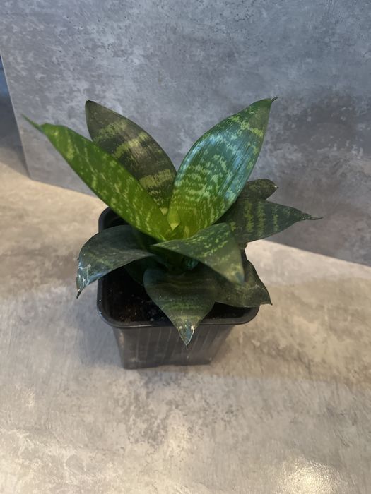 Комнатные цветы.