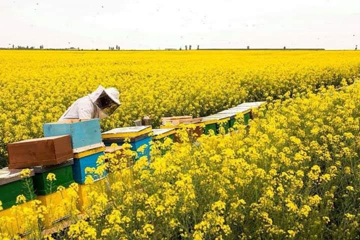 Vând stupi, familii de albine 1/1 și 3/4