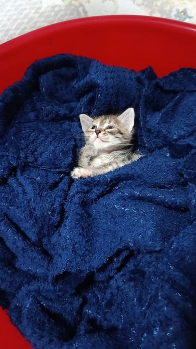 Отдаю котенка девочка