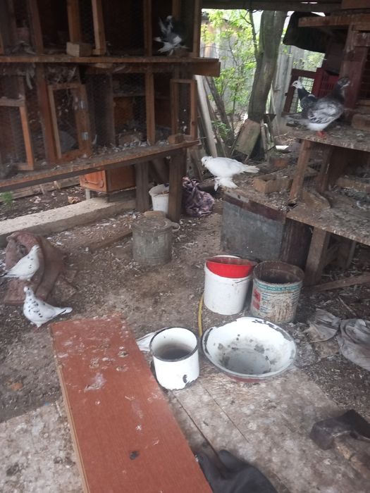 Vind porimbei uriasi maghiari side anul acesta si maturi pretu in prum