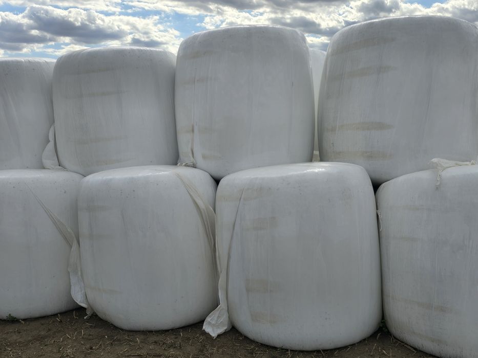 Baloti de porumb infoliati