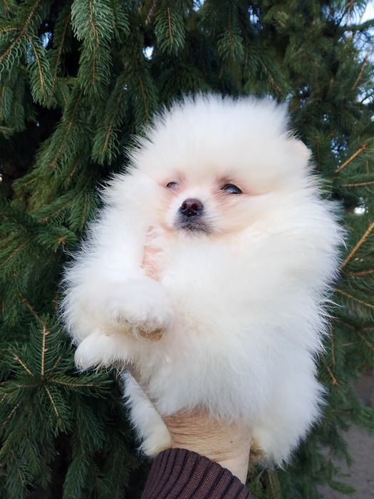 Померан померани