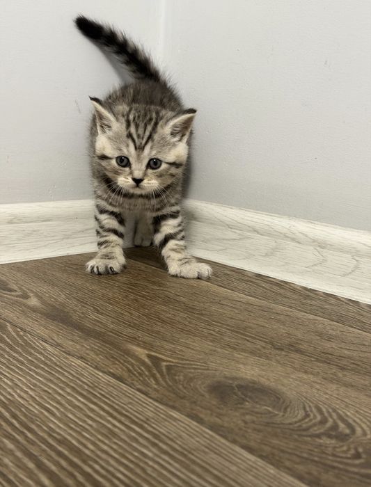 Шотландские котята