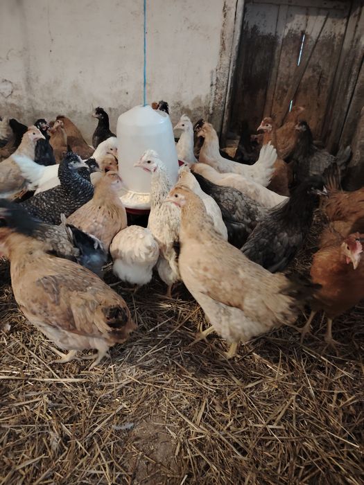 Vând puicuțe ouă verzi