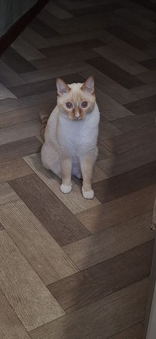 Отдам Кота бесплатно