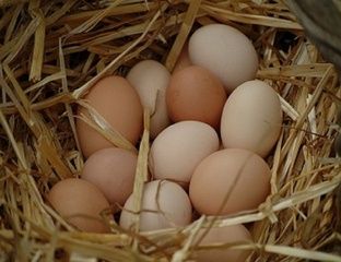 Яйцо домашнее свежее день в день