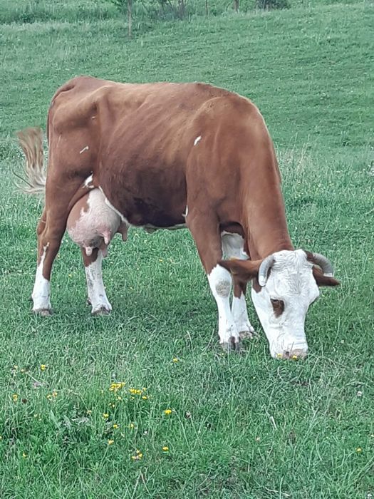 Vînd vacă  de 7 ani cu lapte fatată recent dar vițelul sa vândut