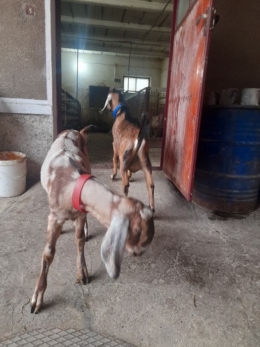 Vând/schimb țap Anglonubian