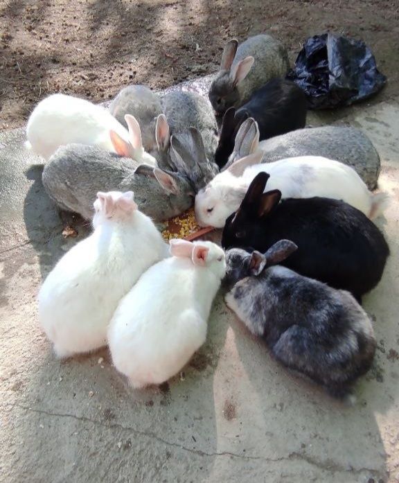 куён, кролик, зайцы, quyon