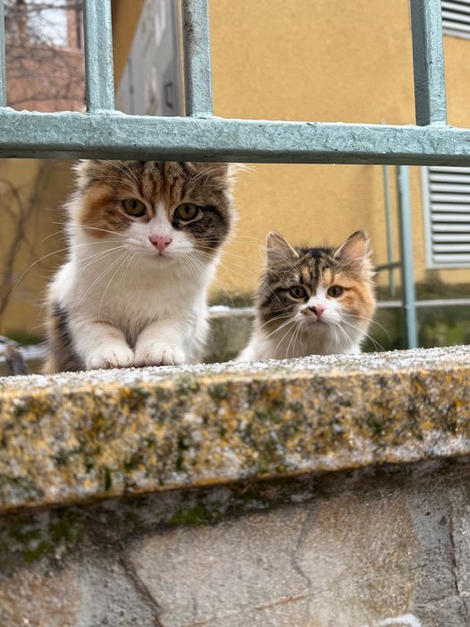 Восхитителни котенца!