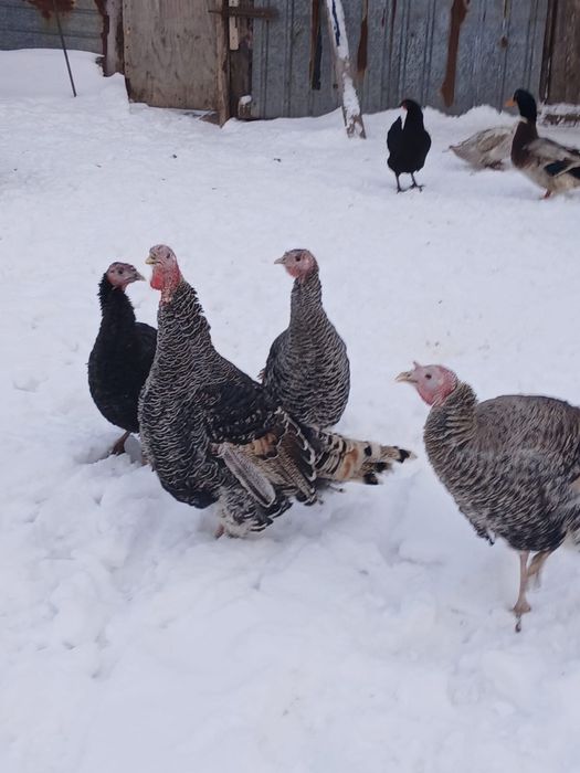 Продам Индюков.