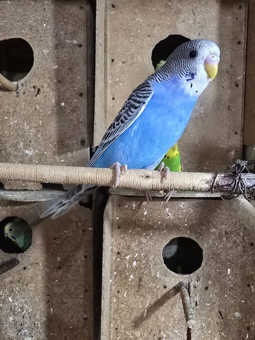 Vand papagali peruși