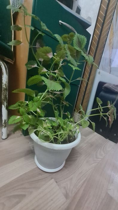 Продам 1500 колеус